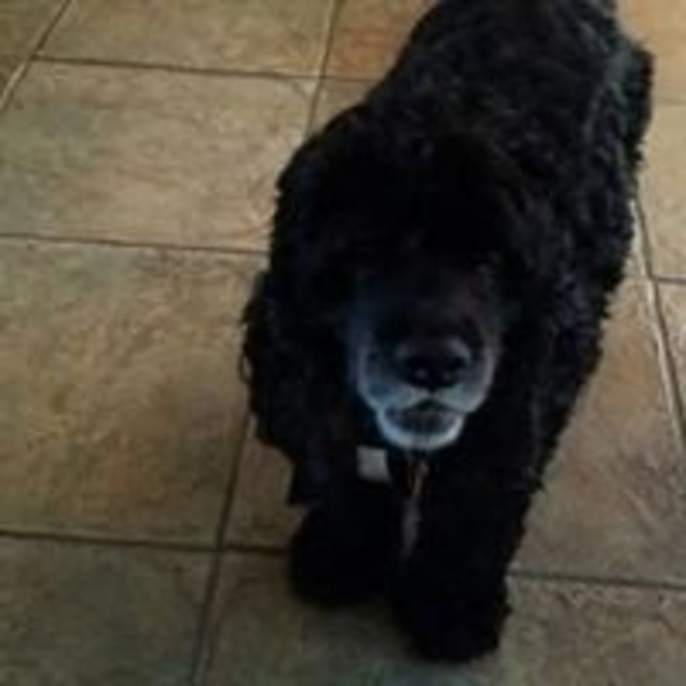 Meet your Posher, Karen